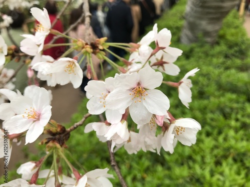 Obraz na płótnie 可憐な桜