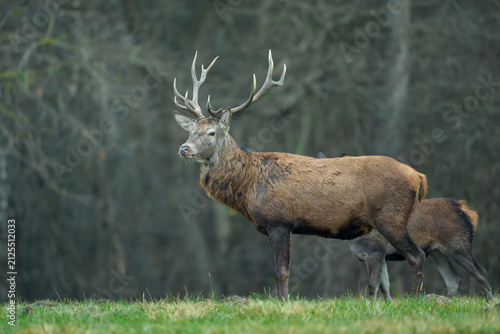 Red deer stag standing at a forest edge with another deer in the background