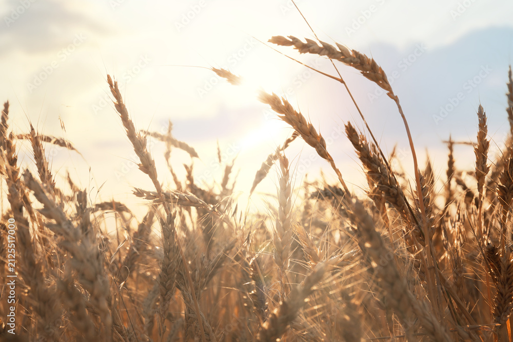 Obraz premium Golden wheat ears growing in field on sunny day, closeup