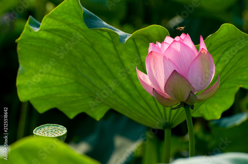 美しい蓮の花