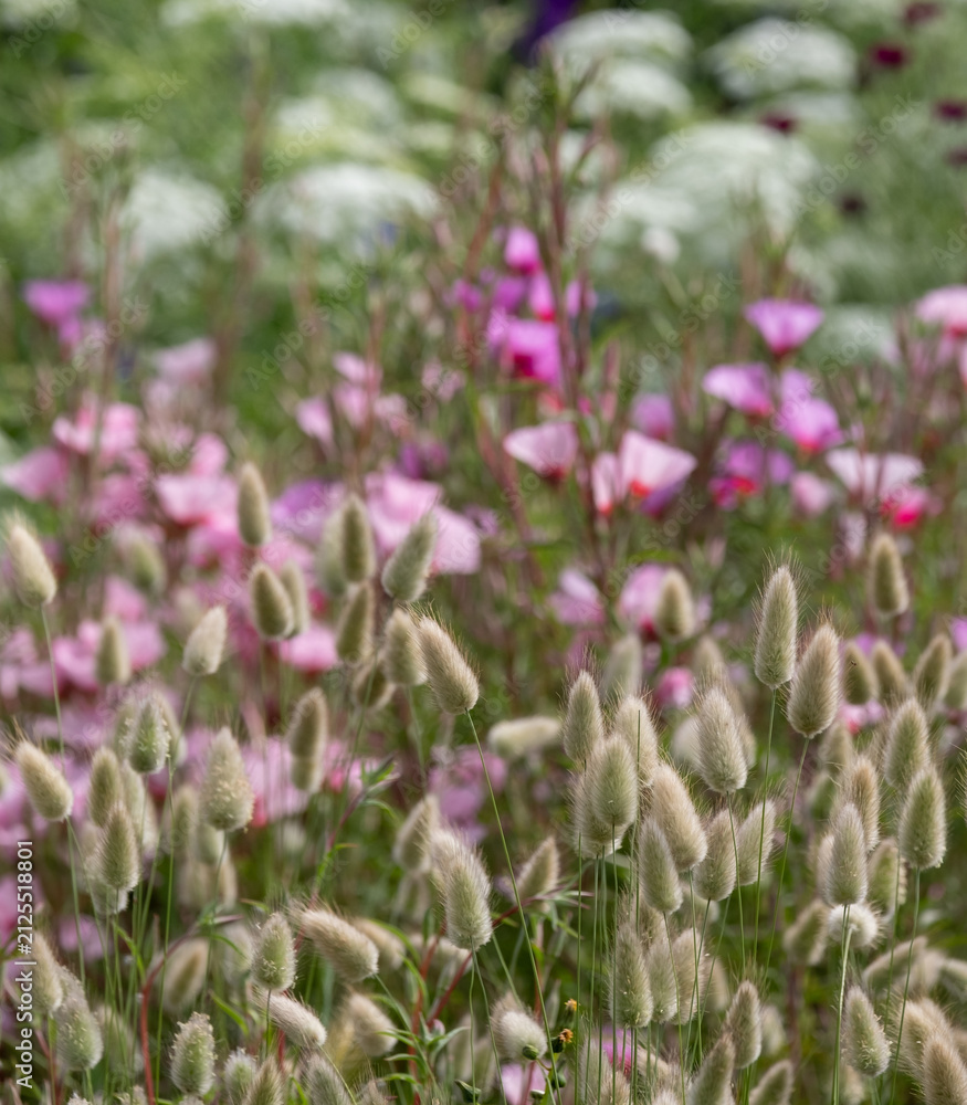 Obraz premium Wide variety of biodiverse, bee-friendly, colourful flowers growing at Wisley garden, Woking, Surrey, UK.