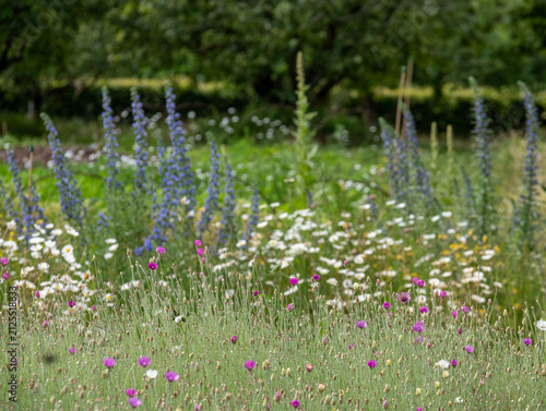 Wide variety of biodiverse, bee-friendly, colourful flowers growing at Wisley garden, Woking, Surrey, UK.