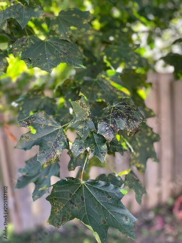 green leaves of a tree
