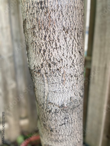 trunk of a tree