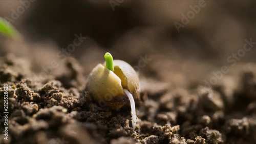 Macro View of Mung Bean Seed Naturally Germinating in Moist Soil