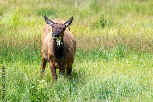 Grazing Elk Cow is eating grasses alone under a sunny day