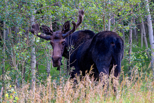 Bull Moose is turning back to look at you with angry sight, in Aspen Grove
