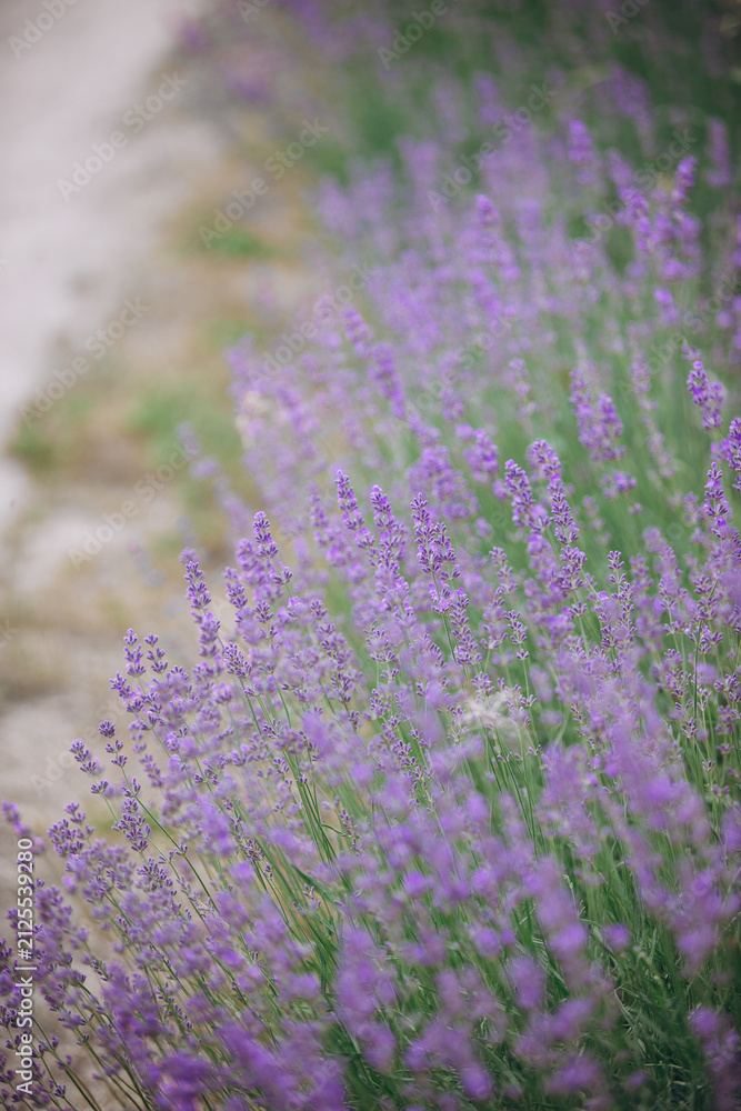 Fototapeta premium Blooming lavender field showing purple flowers