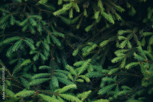 Evergreen pine tree branches forming green texture background