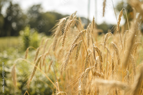 Golden rye cereal crops growing in agricultural field