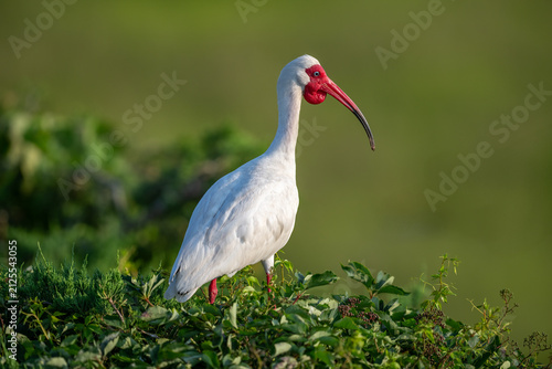 Konstfotografi Adult white ibis perched in a coastal wetland, displaying its distinctive white plumage and curved red bill in natural habitat