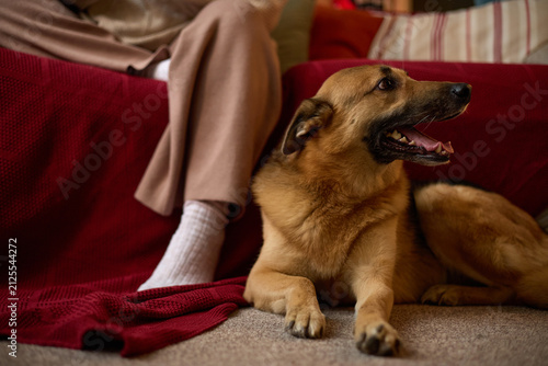 Foto German Shepherd dog lying on floor next to Caucasian woman sitting on sofa, representing pet companionship and domestic life