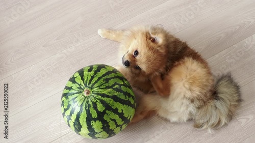 夏の家のリビングで大きなスイカと遊んでいる可愛いポメラニアンの子犬の姿