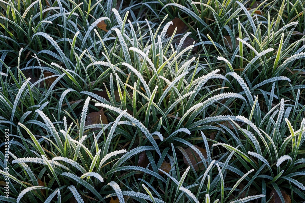 Fototapeta premium Green grass blades adorned with white hoarfrost crystals form natural frozen texture pattern. Cold winter morning awakens delicate icy details on lawn surface.