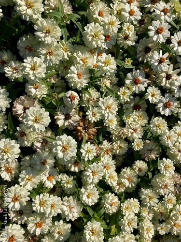 white zinnia flowers in the garden