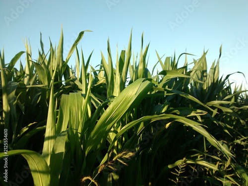 corn field in the morning