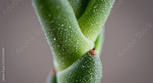 Close-up of a single green leaf with water droplets on its surface.
