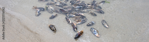 Blue mussels pried off rocks on beach at low tide, in tidepool to be washed, Seal Rocks State Recreation Site, Oregon state park, fresh caught seafood harvest from the Pacific Ocean
