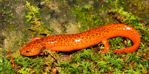Red Salamander (Pseudotriton ruber) in Alabama