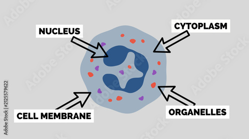 Cuadro en lienzo Human White Blood Cell Diagram