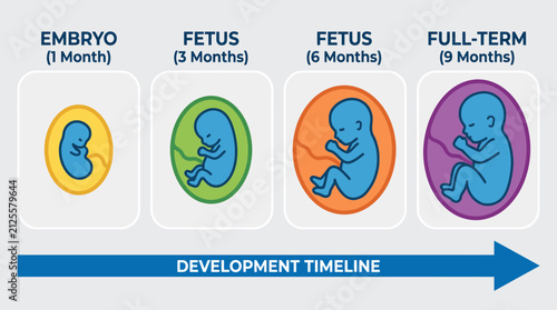 Obraz na płótnie Human Fetal Development Diagram