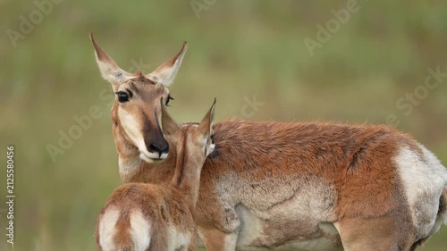 Pronghorn Antelope (Antilocapra americana) doe and fawn have a tender moment on a South Dakota prairie in July showing their affection towards each other.