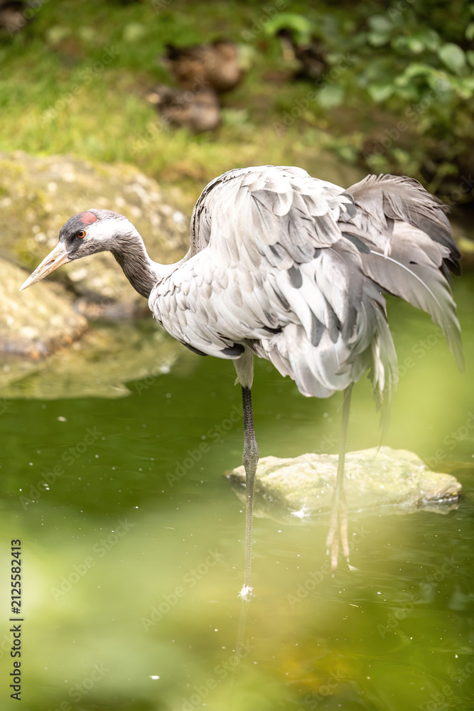 Obraz premium Eurasian Crane (Grus grus) Standing in a Pond in Natural Wetland Habitat