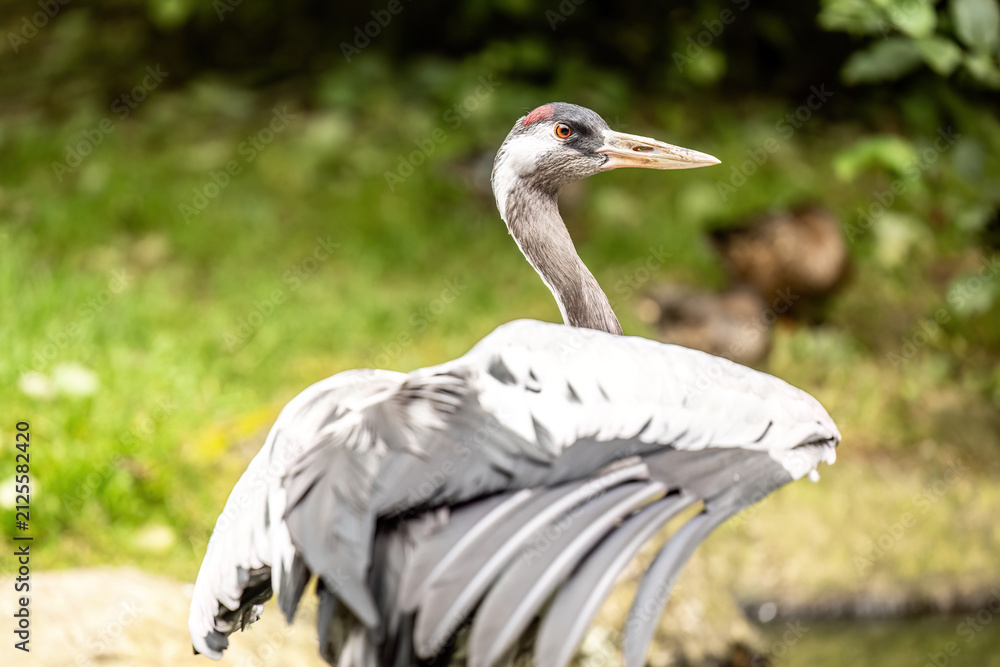 Obraz premium Eurasian Crane (Grus grus) Standing in a Pond in Natural Wetland Habitat