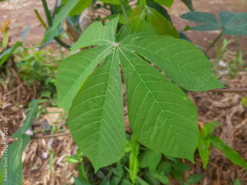 Fresh Green Cassava Leaf Close Up in Natural Garden