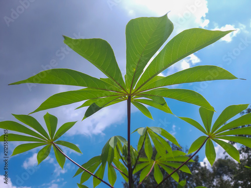 Green Cassava Leaves Against Blue Sky