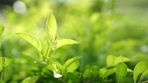 Fresh Green Leaves with Sunlight, Nature Background and Spring Foliage Close Up