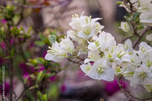 Fotografía white bougainvillea flowers blooming in the garden with a soft blurred background