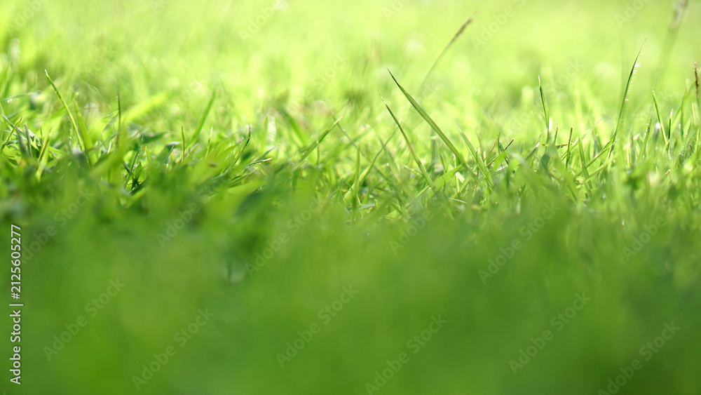 Obraz premium Fresh Green Grass Lawn Close Up with Sunlight, Natural Spring Background