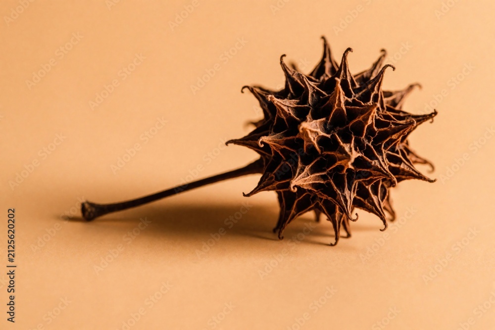 Obraz premium Dry sweetgum fruit with sharp spikes lies on warm tan background. Brown organic seed pod shows natural texture, botanical detail. Macro shot of autumn plant part for nature lovers science study.