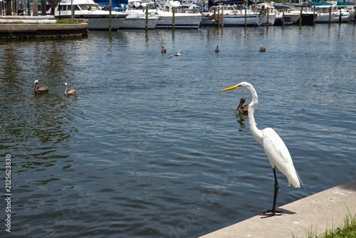 Obraz na plátně A white great egret stands on a concrete waterfront edge overlooking a marina in