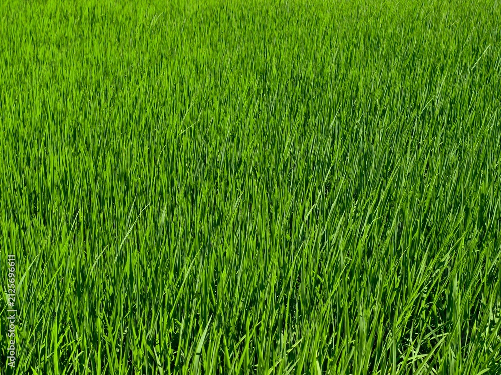 Obraz premium Close up background of vibrant green rice field grass texture
