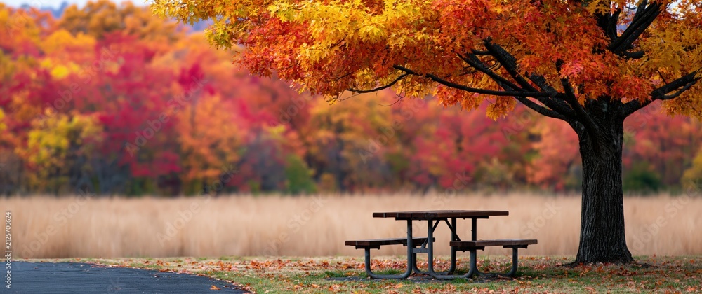 Fototapeta premium Autumn picnic table under trees with colorful fall foliage in a scenic park nature