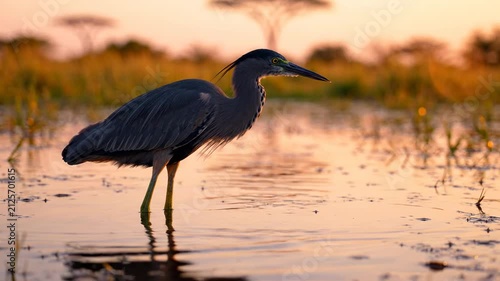 Graceful Gray Heron Standing in Shallow Water During a Peaceful Golden Hour Sunset in the African Savannah Wilderness
