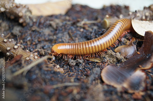 Photography close up of a millipede