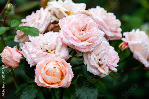 Blooming pink carcassonne rose bush with wet leaves in public park scenic natural environment horticulture and gardening asset in Russia