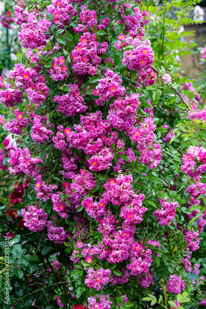 Obraz premium Lush blooming pink wartburg multiflora rambler climbing rose bush with dense flower clusters after rain copy space