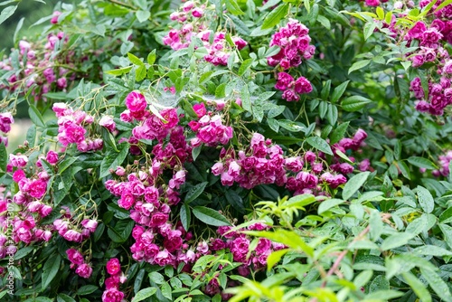 Photography Lush pink wartburg multiflora rambler climbing rose bush with dense flower clust