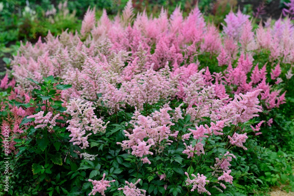 Obraz premium Vibrant summer garden background with mass of blooming light pink astilbe arendsii queen alexandra flower plumes with green foliage copy space.