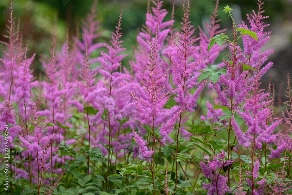 Obraz premium Dense cluster of purple astilbe chinensis flower plumes blooming on tall stalks in a lush summer botanical garden meadow with natural copy space.