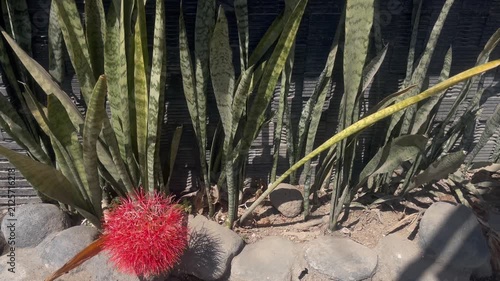 Blooming Sansevieria Plant with Elegant White Flowers in Natural Garden