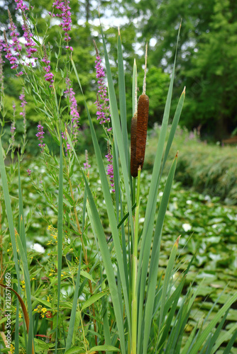 Obraz na płótnie Close up view of a cattail