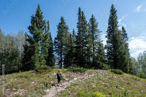 Woman hikes amidst wildflowers and evergreen trees on Thomas Lakes Trail in Maroon Bells-Snowmass Wilderness on clear sunny summer morning.