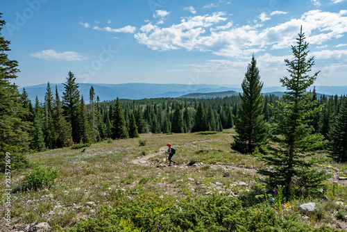 Evergreen forests and wildflowers along Thomas Lakes Trail in Maroon Bells-Snowmass Wilderness near Carbondale, Colorado on sunny summer morning.