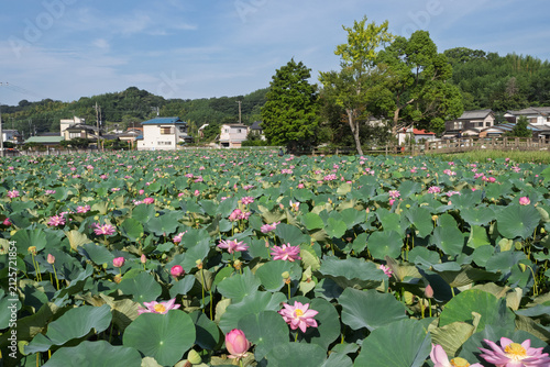 Tapety artystyczne 水面に咲くハスの花・大磯町の「東の池」・日本の夏の風景