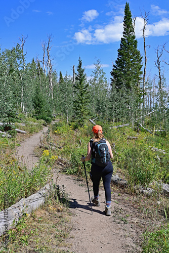Woman hikes amidst wildflowers and evergreen trees on Thomas Lakes Trail in Maroon Bells-Snowmass Wilderness on clear sunny summer morning.